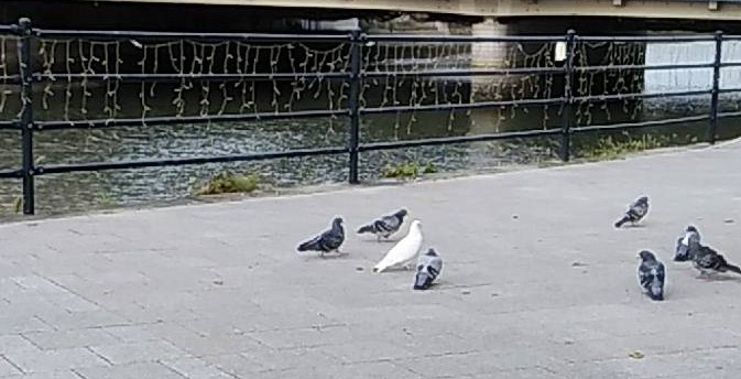 hiroshimahm's tweet photo. こんにちは☺️
今朝、広島市の公園に、白い鳩🐦がいたんですよ♪
広島の平和の象徴ですよね🍀

＃平和　＃広島愛が止まらない　＃争いごとのない世界へ　＃健康福祉センター https://t.co/BQ3C6GvafA