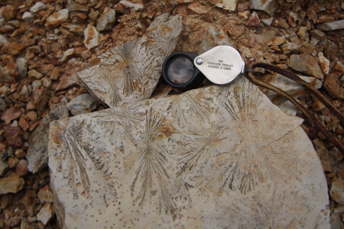 And now for some inferred ice-crystal impressions... from perhaps a crisp winter morning roughly 295 million years ago (Usclas Formation, Massif Central, France). Published in doi.org/10.1130/G49011… #paleoweather #lagerstätte #scicomm #ice