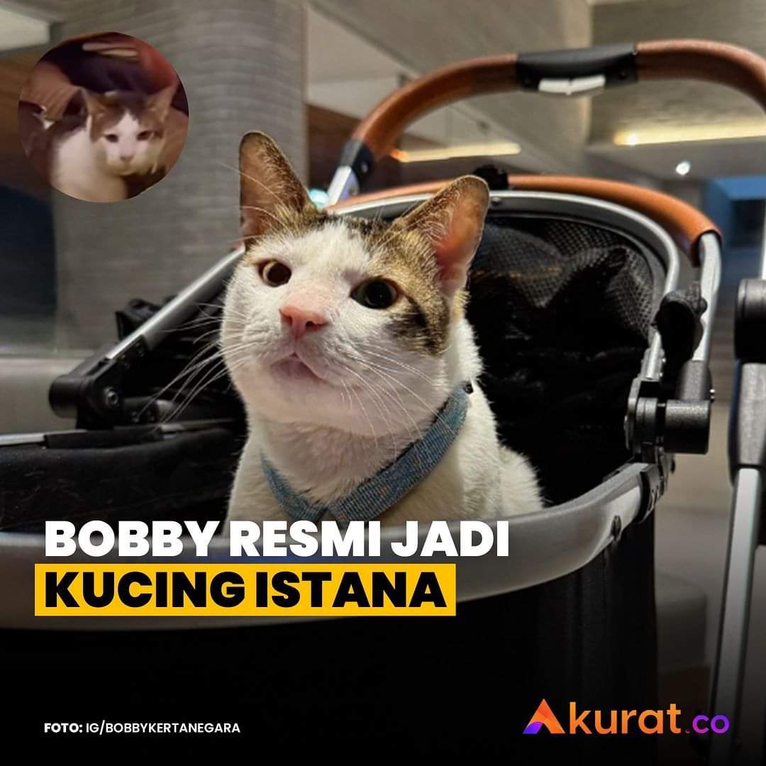 HendraUmar15's tweet photo. Jika kamu merasa bodoh &amp; miskin, jadilah orang yang menyenangkan. 
Bobby tidak perlu menjadi sepintar Prof. , sekaya konglo, atau setenar K-Pop. Ia bahkan tidak perlu menjadi manusia. Namun kehadirannya menyenangkan seseorang yang sangat penting, sehingga segera menjadi ningrat https://t.co/9awERFwziy