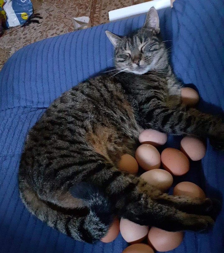 اذا استطعنا ان نقنع الاطراف المتحاربه باليمن بان القطه يمكن ان تبيض عندها يمكن أن نقول ان الحرب ستنتهي 🤷