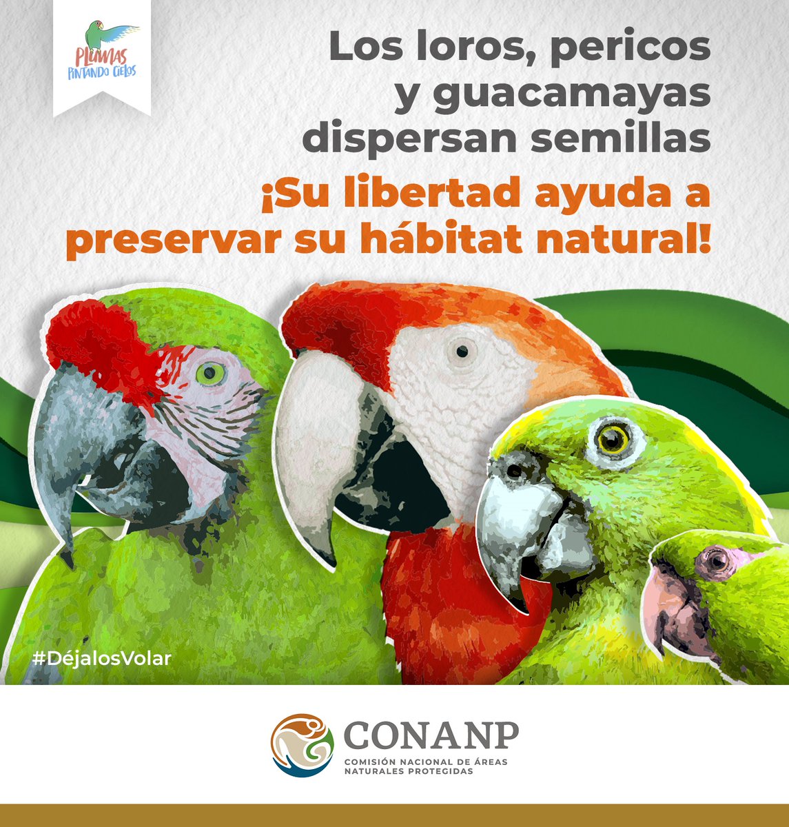 CONANP_mx's tweet photo. Los loros, pericos y guacamayas pintan los cielos con sus hermosos colores. 🦜🌈

No los compres, #DéjalosVolar, ellos tienen una importante función en los ecosistemas, reforestar los bosques y selvas. 🌰🌱

#PlumasPintandoCielos #NoCompresAvesSilvestres 🦜🌊🌳🪶🇲🇽 https://t.co/d7VZijm4Ib