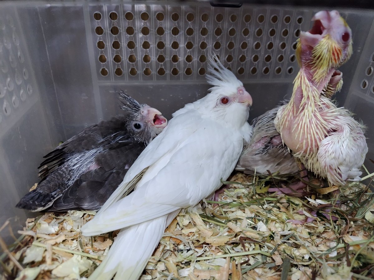 BCMIROKU's tweet photo. イベント生体情報
オカメインコ　雛　¥15,000
オカメインコWF&amp;アルビノ　¥18,000
小桜インコ　雛　¥5,000
小桜インコ　色変わり　雛　¥8,000
ボタンインコ　雛　¥5,000
#ズースクエア岡崎店
#J・アシスト https://t.co/XTI8tyDxVB