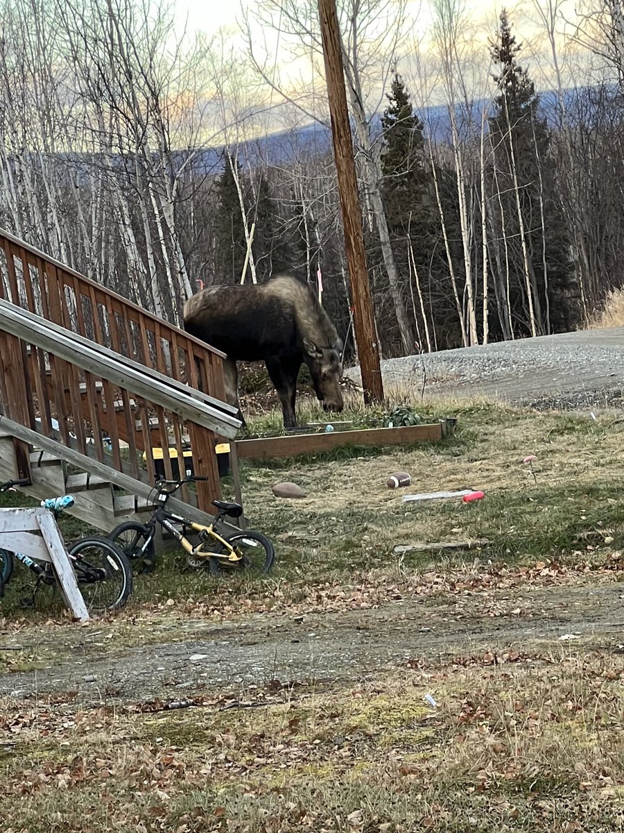 First official moose siting! And it was next door at Rebekah’s neighbors house! How insane! 🫎😂