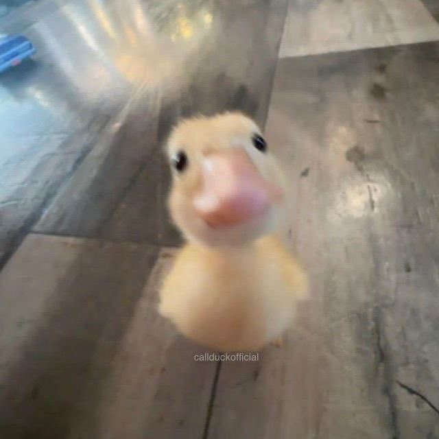 PunchingCat's tweet photo. hi https://t.co/m9FaNQWYJZ