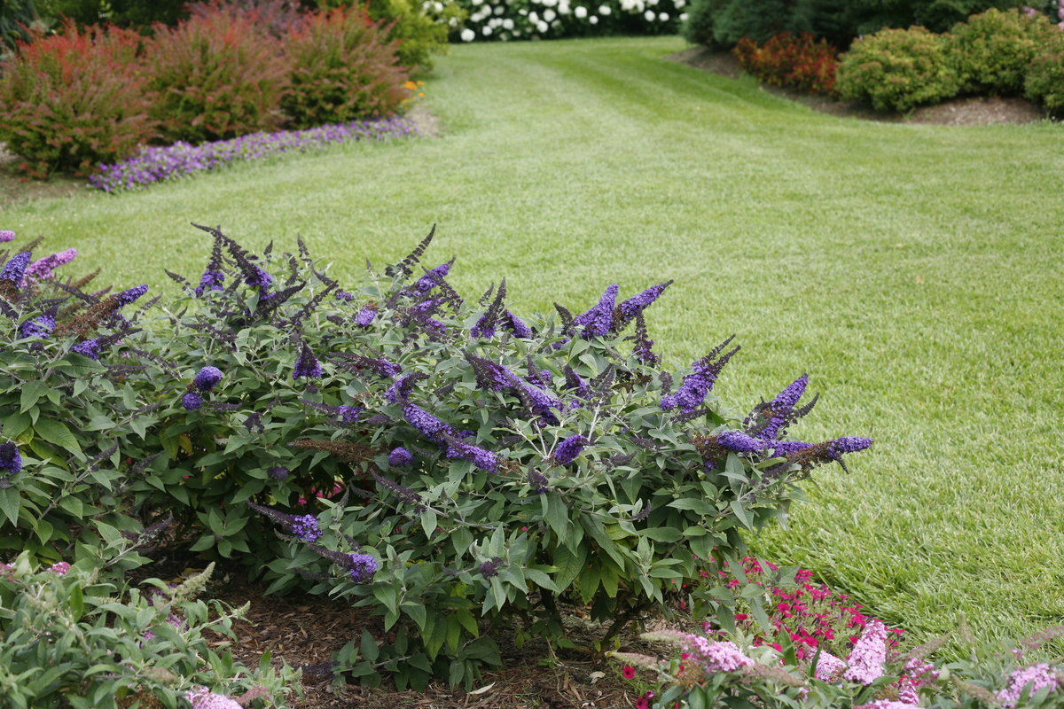 Autumn is a great time to plant perennials and shrubs! Cooler temps &amp; rainfall help roots establish before winter. Check out our tips for successful fall planting: pwwin.rs/FPlanting #garden #fallplanting