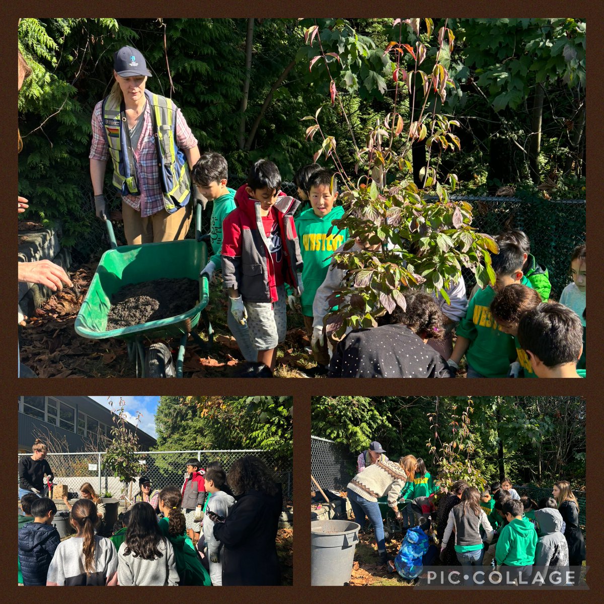 Westcot School (@westcot_school) on Twitter photo It was Plant a Tree Day for our Gr3 <a href="/KarenFoster45/">Karen Foster</a> a partnership with <a href="/WestVanSchools/">WestVanSchools</a> <a href="/WestVanDistrict/">District of West Vancouver</a> to bring 4 Freeman Maples and 1 White Wonder Dogwood into our playground. So proud of our Environmental Stewards and grateful for this opportunity. It was Plant a Tree Day for our Gr3 <a href="/KarenFoster45/">Karen Foster</a> a partnership with <a href="/WestVanSchools/">WestVanSchools</a> <a href="/WestVanDistrict/">District of West Vancouver</a> to bring 4 Freeman Maples and 1 White Wonder Dogwood into our playground. So proud of our Environmental Stewards and grateful for this opportunity.