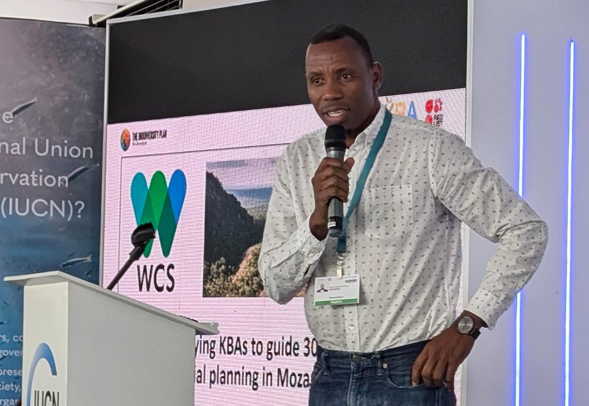 WCS (@thewcs) on Twitter photo In Mozambique, we're leading the way on IDing and conserving critical areas for biodiversity, helping country achieve global environmental commitments and preserve key ecosystem services, said <a href="/WCSMozambique/">WCS Mozambique</a>'s Hermenegildo Matimele at <a href="/KeyBiodiversity/">Key Biodiversity Areas</a> event. #COP16Colombia In Mozambique, we're leading the way on IDing and conserving critical areas for biodiversity, helping country achieve global environmental commitments and preserve key ecosystem services, said <a href="/WCSMozambique/">WCS Mozambique</a>'s Hermenegildo Matimele at <a href="/KeyBiodiversity/">Key Biodiversity Areas</a> event. #COP16Colombia