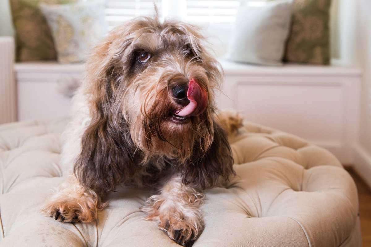 RIP, Butters and Hazel. Two of my beloved dogs from a past life. I just discovered they passed. I imagine Butters is probably barking at a TV at Rainbow Bridge.