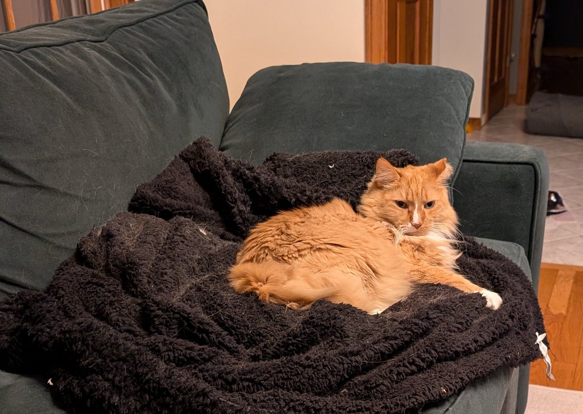 katie_brinker12's tweet photo. Fluffy blanket time is a staple in this household. https://t.co/uWUlYGwc6q