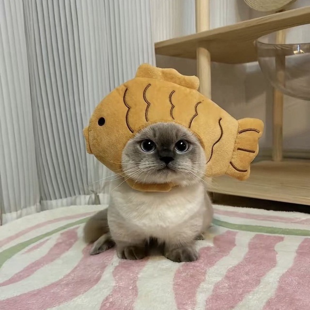 When $Xiao takes the crypto seas by storm, even the fish can't resist! 🐟😼

#xiao #xiaojie #Solana #memecoin #memecoins