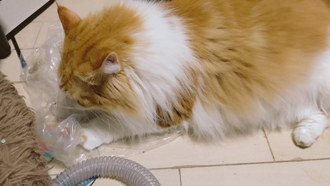 ビニール袋がしゃがしゃ 