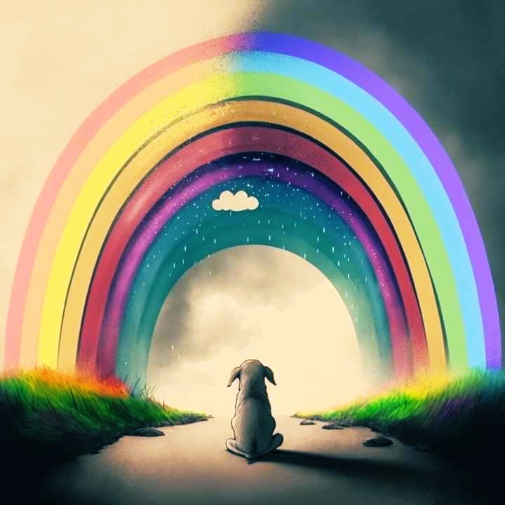 HELA_MORE's tweet image. EN MEMORIA DE TODOS LOS ANIMALITOS QUE
MURIERON SIN CONOCER EL AMOR,Y QUE SOLO SUFRIERON HUMILLACIONES,GOLPES Y ABANDONO POR PARTE DE  LOS HUMANOS 😔💔