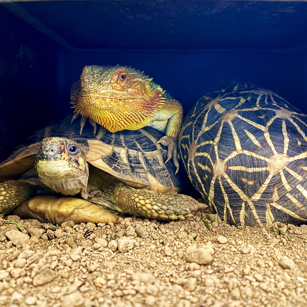 reptilescafe's tweet photo. 日中は気温上昇予報の横浜
お店は通常営業（11時〜17時、入店16時頃まで）です

写真は
ヒーターシェルターに集まる #インドホシガメ さん、 #ヘルマンリクガメ さん、#フトアゴヒゲトカゲ さんです

#爬虫類カフェ #reptilescafe 
#IndianStarTortoise
#HermansTortoise #BeardedDragon #カメケツ https://t.co/nAc2M15g5e