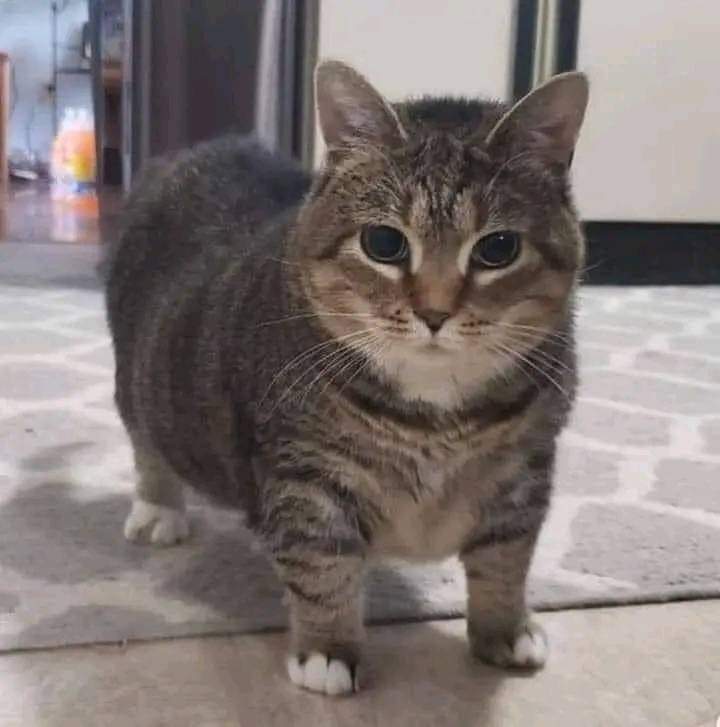 AngelAR24958576's tweet photo. #CoinKitty is gearing up for a new airdrop within the next 24 hours!

Remember, CoinKitty is for everyone, and we'll soon bring exciting news from the CoinKitty team! https://t.co/FfeWdxRTB1