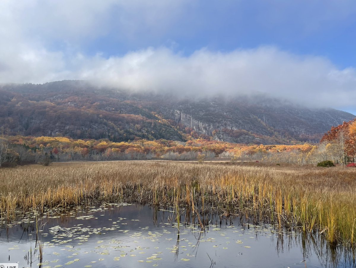 TommyVierbuchen's tweet image. Exciting science and amazing scenery at @jacksonlab Diversity in a Dish meeting this week.