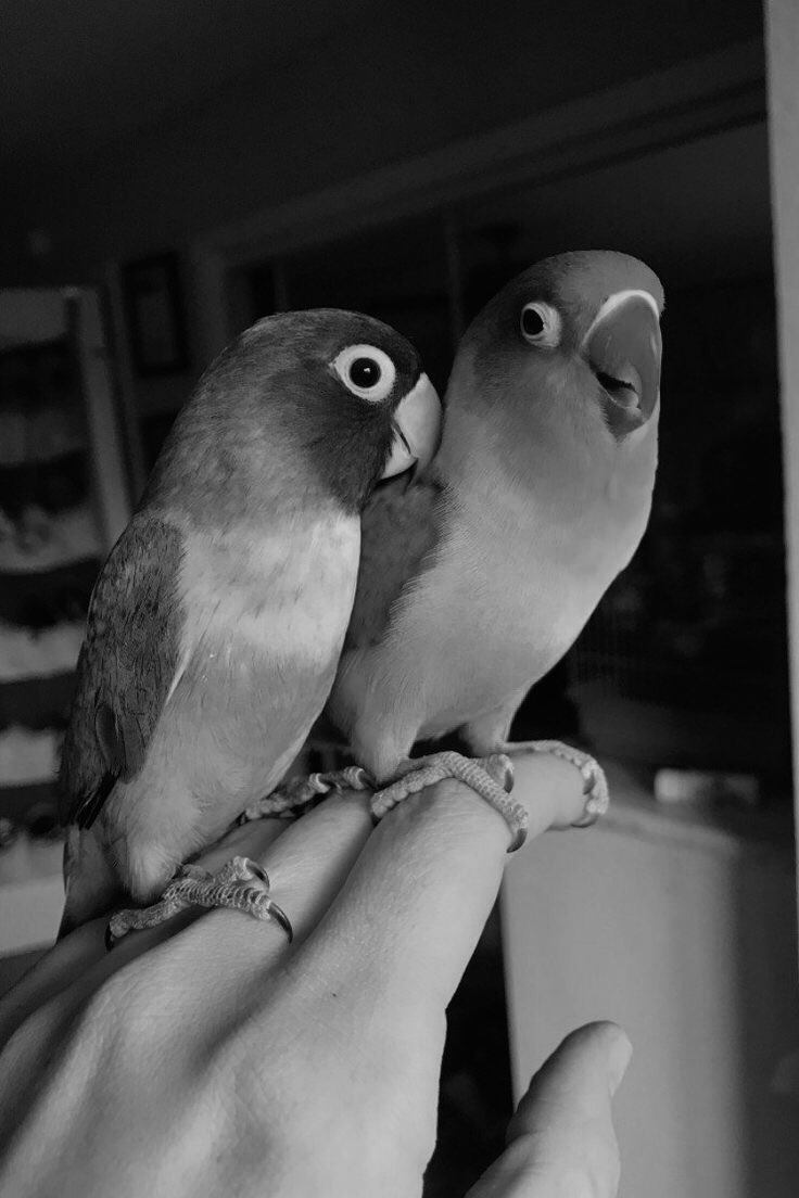 ㅤ
Aku                                                   Yang punya aku
ㅤ