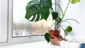 Easygarden101's tweet photo. "How do you keep your indoor plants thriving during winter? Share your tips! #IndoorGardening" https://t.co/omQgz7xKap