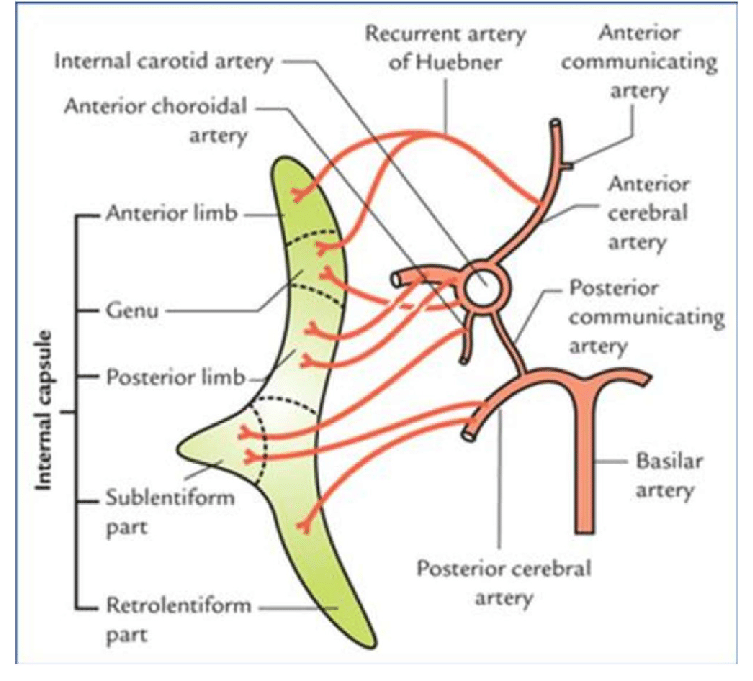 schematic of arterial supply of the Internal Capsule
DOI:10.1016/j.cnp.2022.07.001 #stroke #neurotwitter #strokemed