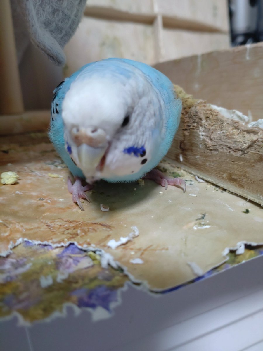 Tomoko@豆腐メンタル tweet media