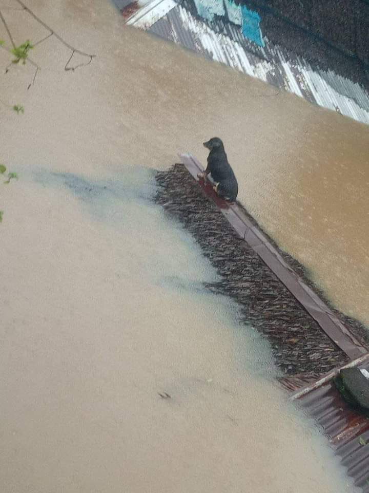 helpp thisss baby po, i hope na rescue na sila☹️☹️