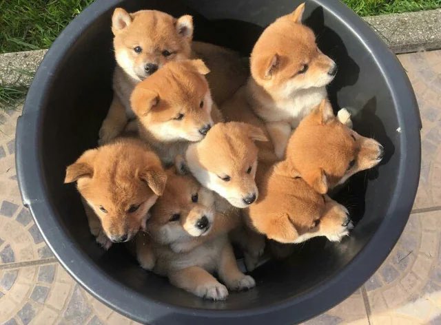 Oscar OG Shiba Inu tweet media