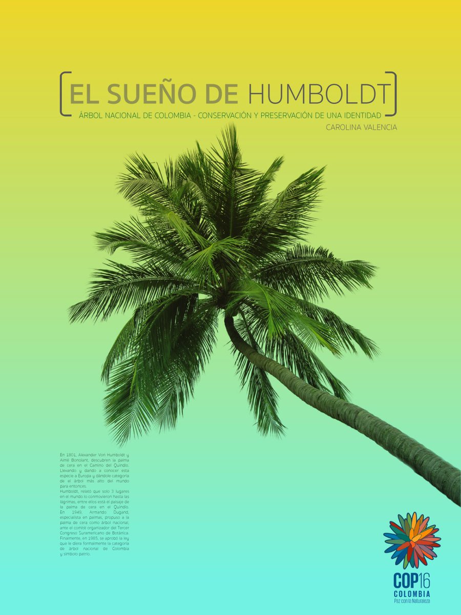 macarovalenciab's tweet photo. Hoy no pude presentar mi ponencia, pero el viernes 25 estaré en el espacio EXPERIENCIAS DE ASOCIATIVIDAD Y DIVERSIDAD
en la Universidad Cooperativa d Colombia, DIRECCIÓN Cra. 73 #2a-80 a las 8:00 Estaré transmitiendo #COP16Cali #palmadecera #Biodiversidad #bioeconomia #ecovida https://t.co/joiXEN8X44