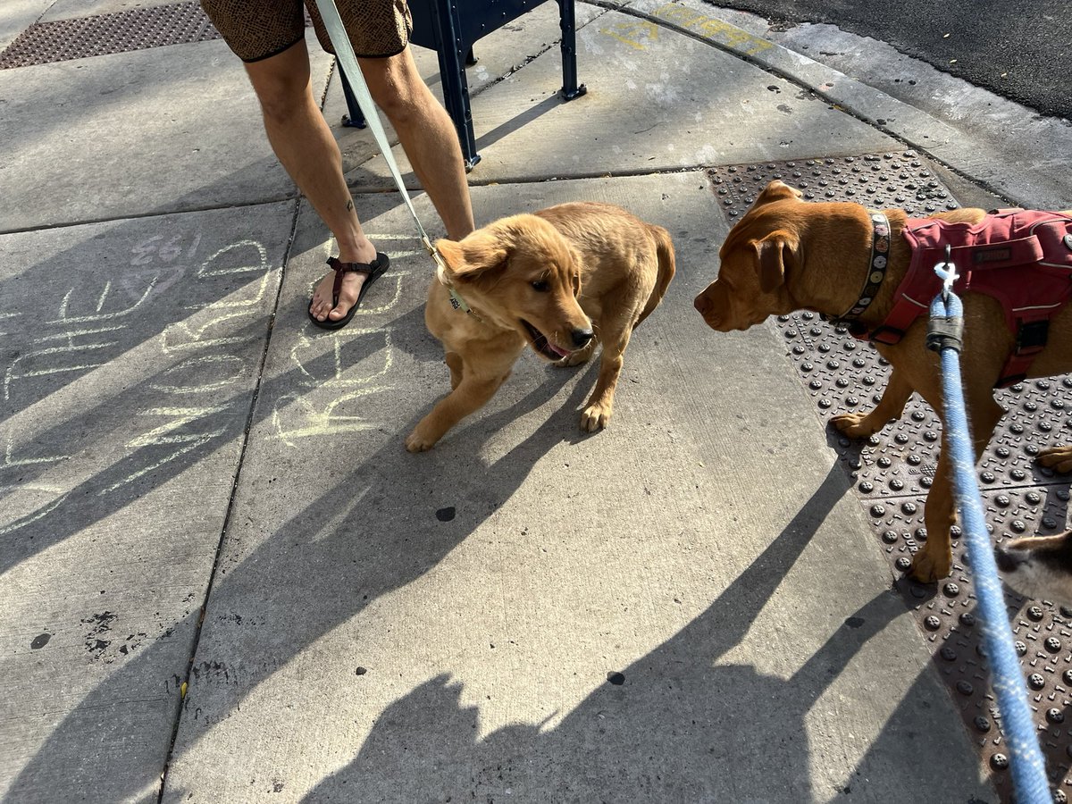 New puppy in the building behind me. His name is Ollie. Donut loves the little guys.  I hope they get to play together often.