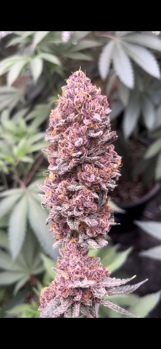 mainestcannabis's tweet photo. Tropicana Cherry🍒

(Tropicana Cookies x Cherry Cookies) https://t.co/nXwD7dYiId