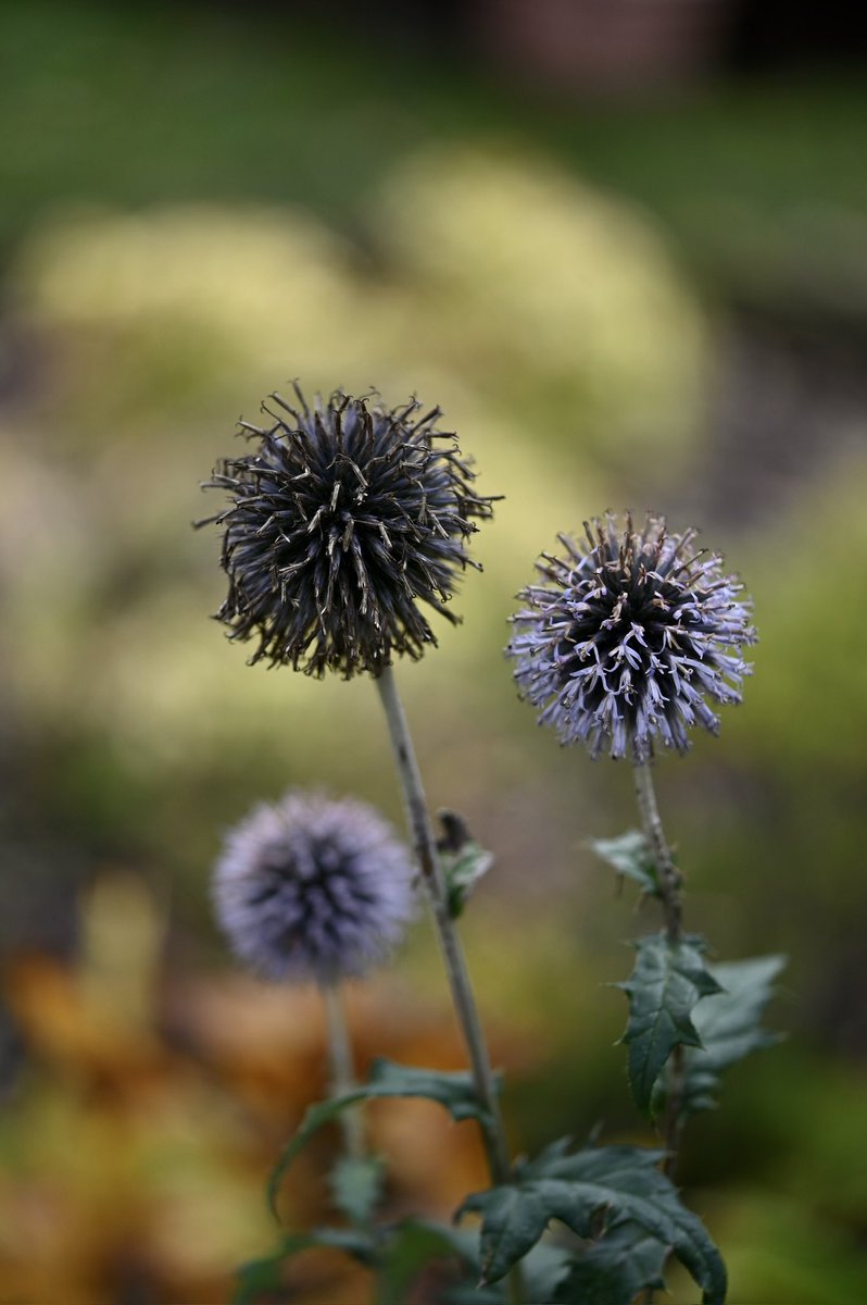 JohnH14458271's tweet photo. Thistles in autumn 🍃🍁🌿🍂☀️@AngelaFurniss2 @shftelegraph @Sheff_HousingCo #Thistle
#Autumnphotography
#TwitterNaturePhotography
#Nikon6II #Sigma105 @NikonEurope https://t.co/SthhXsWqsQ