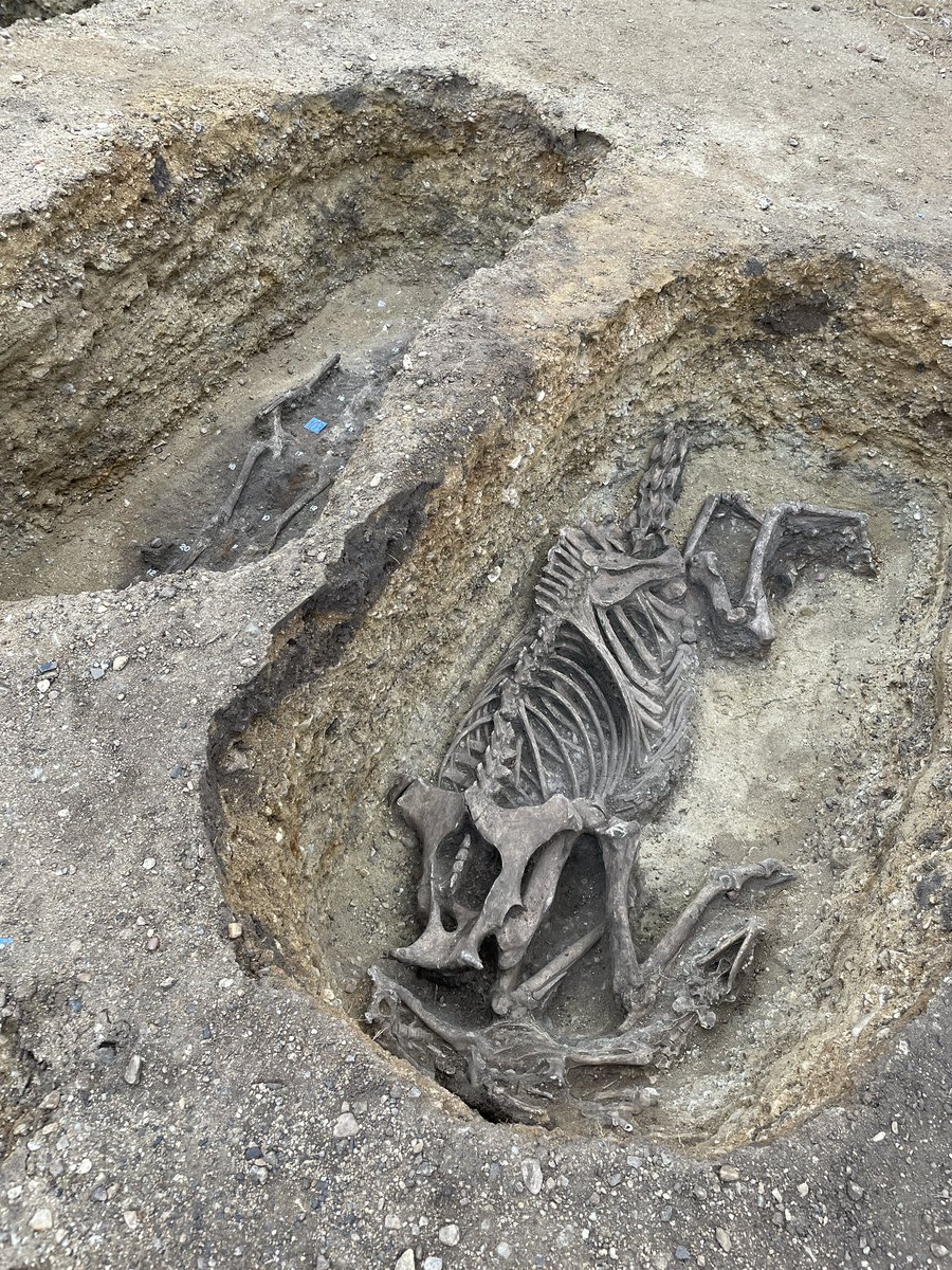 telferova's tweet photo. Hrob koně bez hlavy, kostry, šperky, spony. Archeologové u Pasohlávek na Břeclavsku pokračují ve výzkumu na pohřebišti Langobardů. V 6. století, v době stěhování národů, načas pobyli pod Pálavou. https://t.co/euTRNNeE48