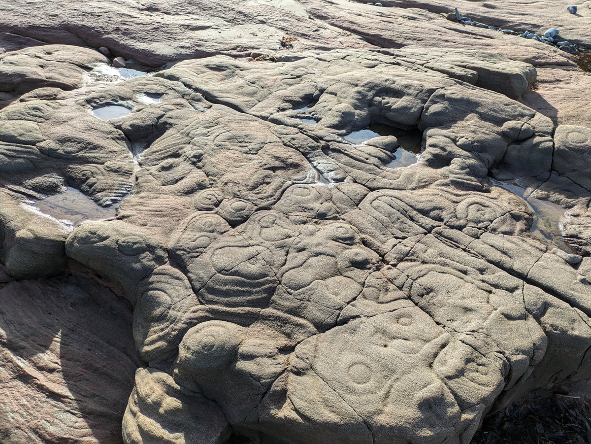 Concretions in Carboniferous sandstone at Cocklawburn beach, Northumberland. Looks reminiscent of the cup-and-ring carvings in the Fell Sandstone inland, however this is a natural phenomena.