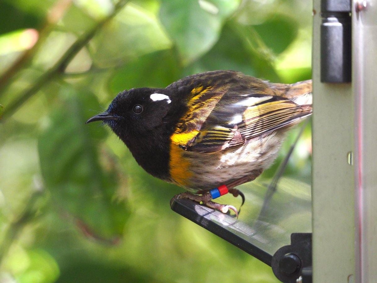 GruiformAbi's tweet image. Got to spend an amazing weekend at the predator-free sanctuaries of Kāpiti island and Zealandia! The forest birds of New Zealand are unmatched