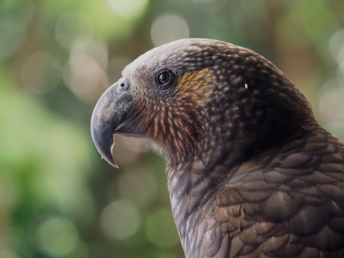GruiformAbi's tweet image. Got to spend an amazing weekend at the predator-free sanctuaries of Kāpiti island and Zealandia! The forest birds of New Zealand are unmatched