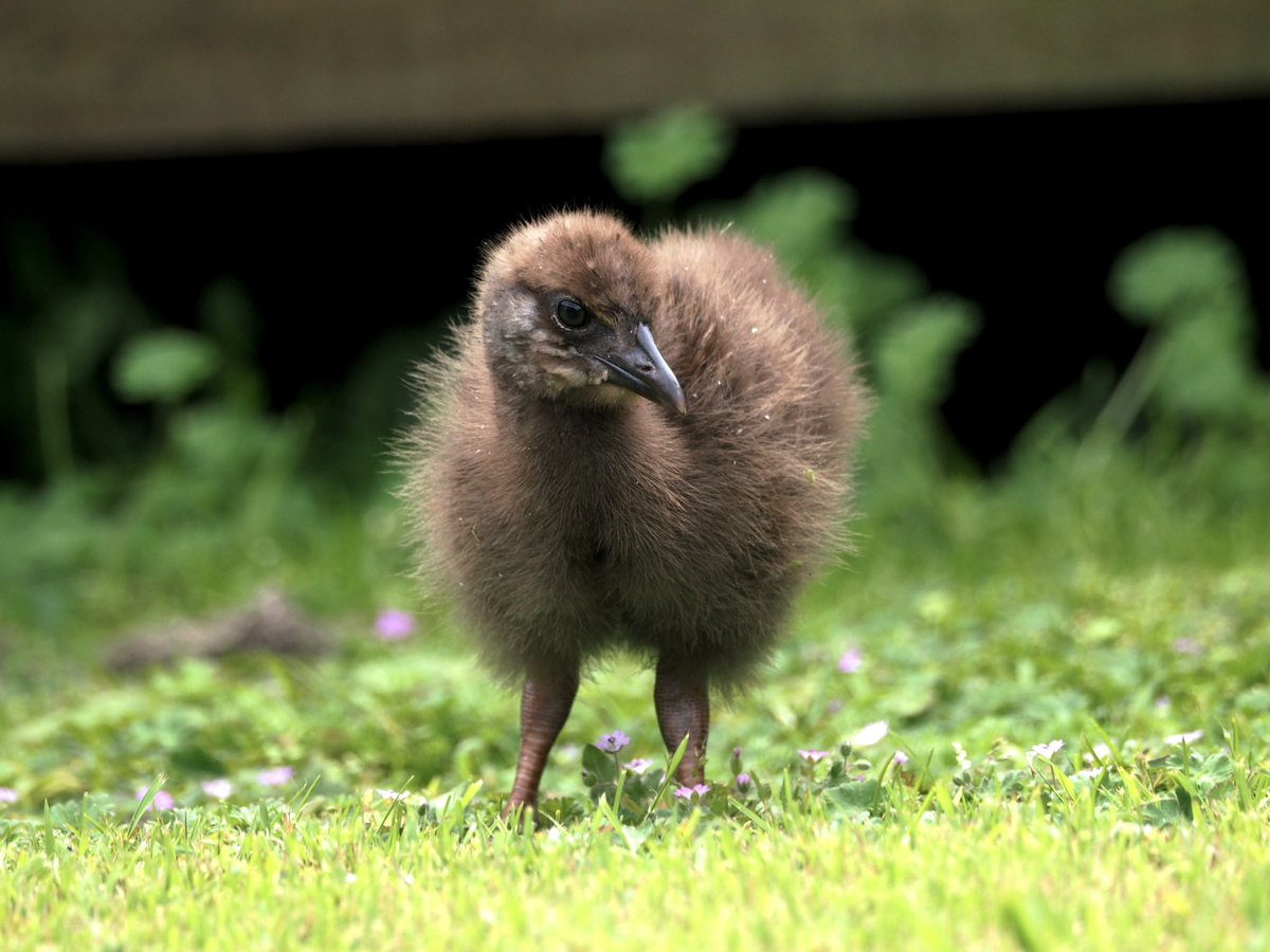 GruiformAbi's tweet image. Got to spend an amazing weekend at the predator-free sanctuaries of Kāpiti island and Zealandia! The forest birds of New Zealand are unmatched