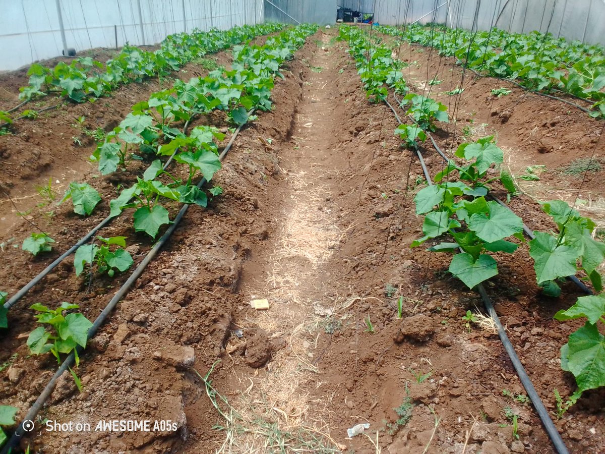 NatureGrowers_'s tweet photo. Wave of green 💚 https://t.co/7mfbCzZjhz