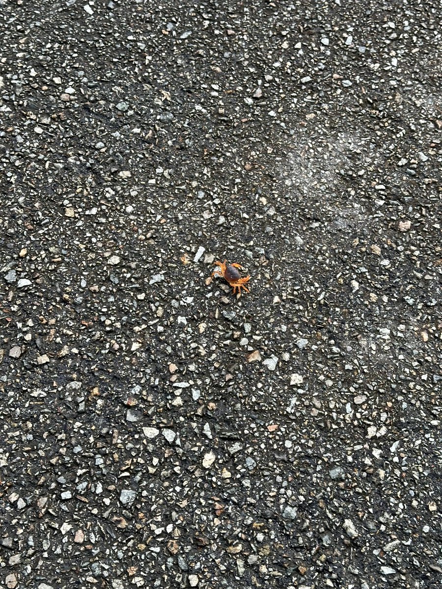 Jodmin's tweet photo. 🦀 https://t.co/eiAtzWk5wY