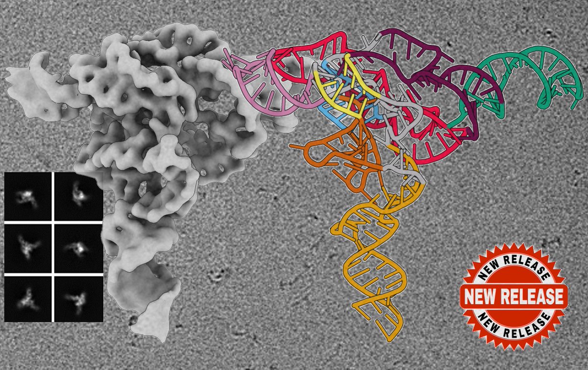 <a href="/3DRNA_CryoEM/">Nagendar</a>:
 
Cryo-EM structure of raiA ncRNA from Clostridium reveals a new RNA 3D fold
sciencedirect.com/science/articl…
<a href="/JMolBiol/">Journal of Molecular Biology</a> 

Thanks <a href="/SOLARIS_science/">SOLARIS Centre</a> for the great microscope facility. 
3D model illustration made with <a href="/proteinimaging/">3D Protein Imaging</a>
