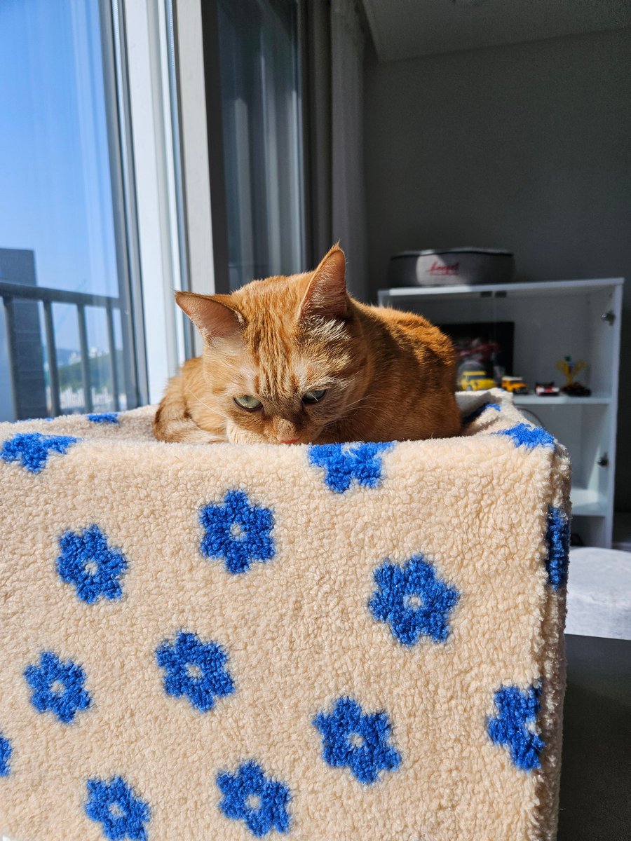 추워져서 겨울 커버로 바꾸자마자 올라온 다래