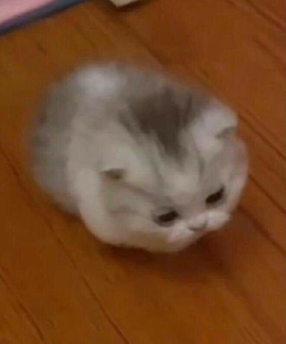 stickydacat tweet media