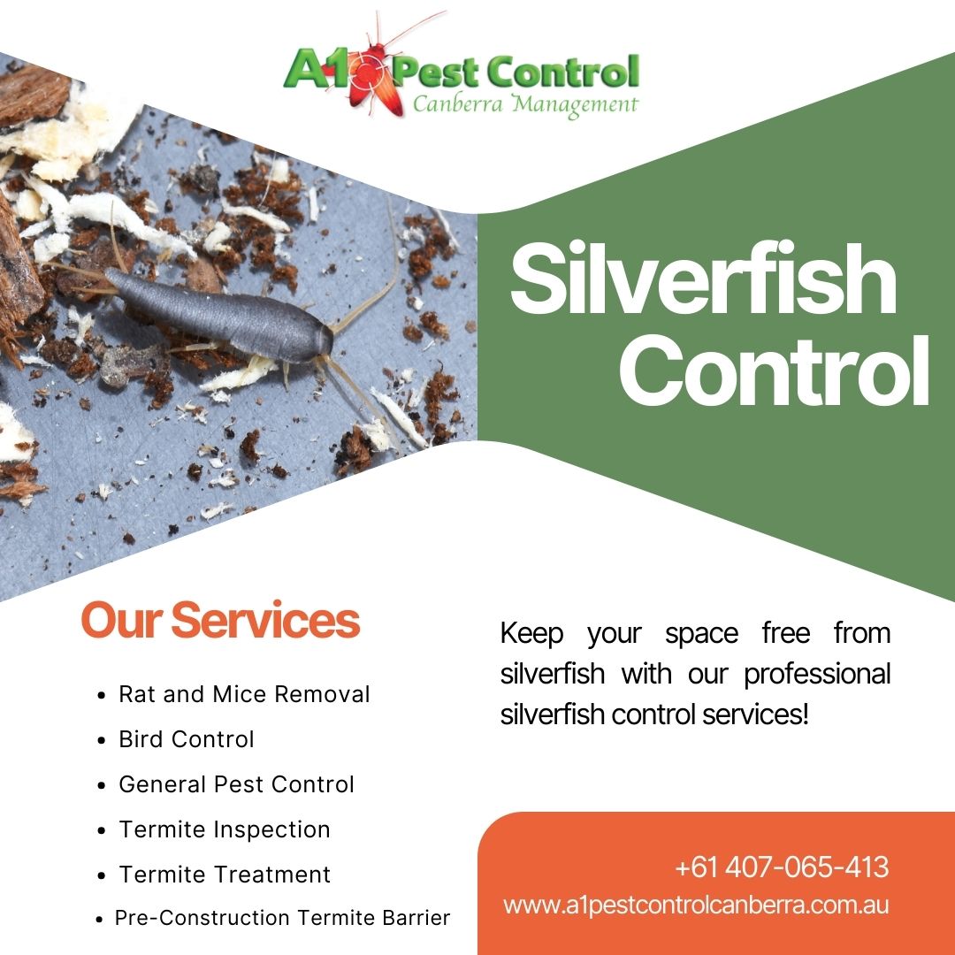 A1Canberra's tweet image. Silverfish Ruining Your Belongings? Not Anymore!

Don&apos;t let silverfish damage your books and clothes! Our expert team will make sure these destructive pests are no longer a problem. #a1pestcontrolcanberra #pestcontrolcompanies #SilverfishControl #HomeProtection #PestFreeCanberra