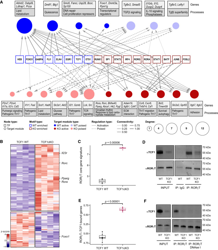 LabWaggoner's tweet photo. Transcription factor TCF1 binds to RORγt and orchestrates a regulatory network that determines homeostatic Th17 cell state @ImmunityCP @AnaAndersonlab @Dr_ImmunoMan_D
https://t.co/ThuKBveqiD https://t.co/H8GEAQpSCe