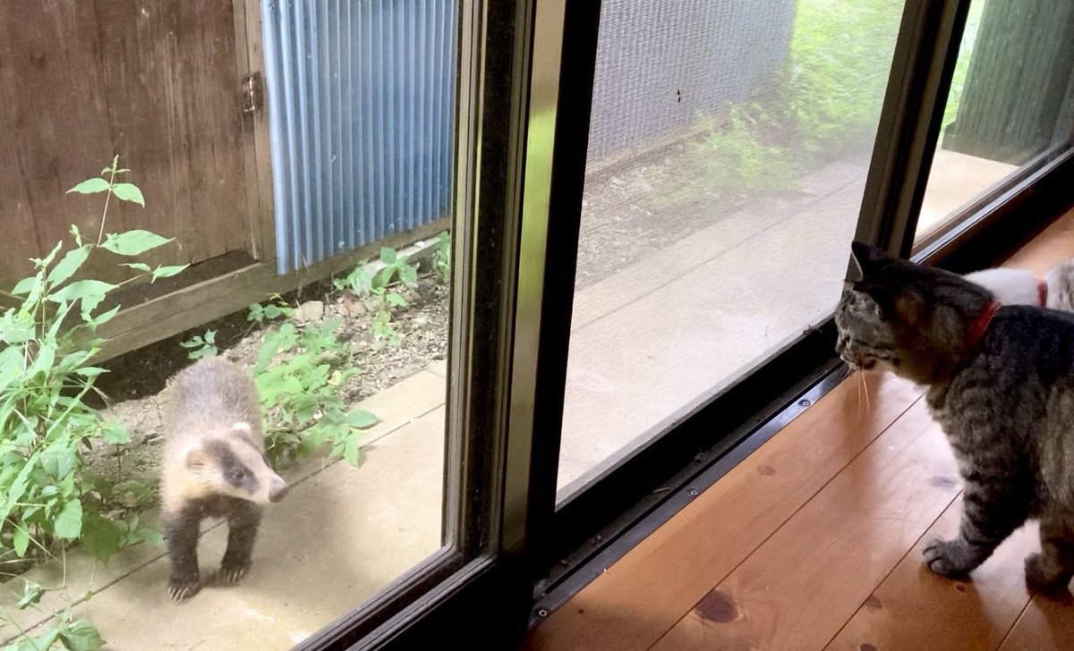 『ごはん日和』vol.49が発売になりました🎃✨

このネームを描いたときはまだ暑かったんだけど、10月も終わりに近づくと流石にドボンは寒そうです😨
わが家に遊びにきたアナグマさんに猫たちもびっくりの図。