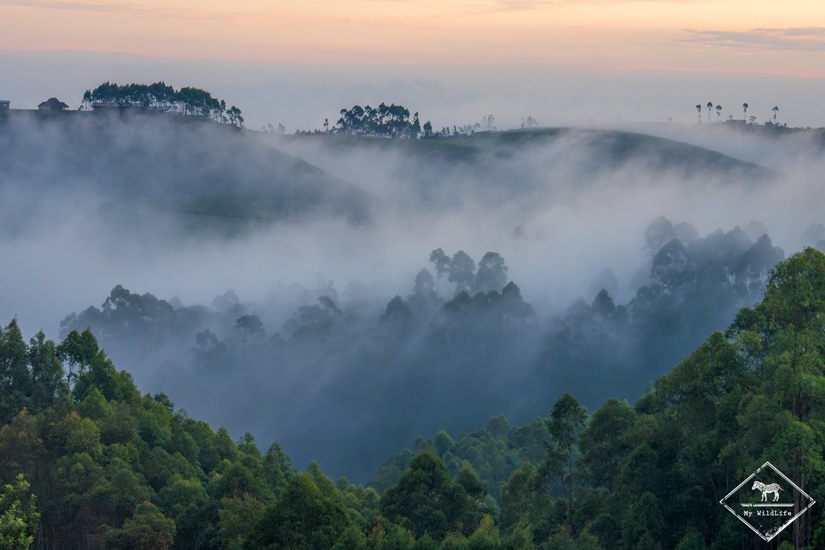 gregoryrohart's tweet image. Cartes postales du Rwanda ❤️