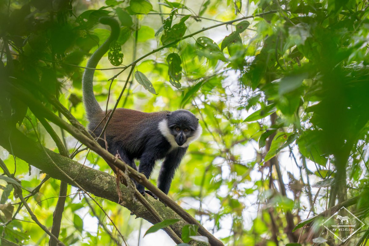 gregoryrohart's tweet image. Cartes postales du Rwanda ❤️