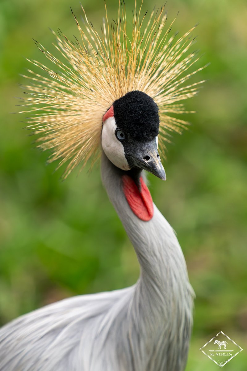 gregoryrohart's tweet image. Cartes postales du Rwanda ❤️