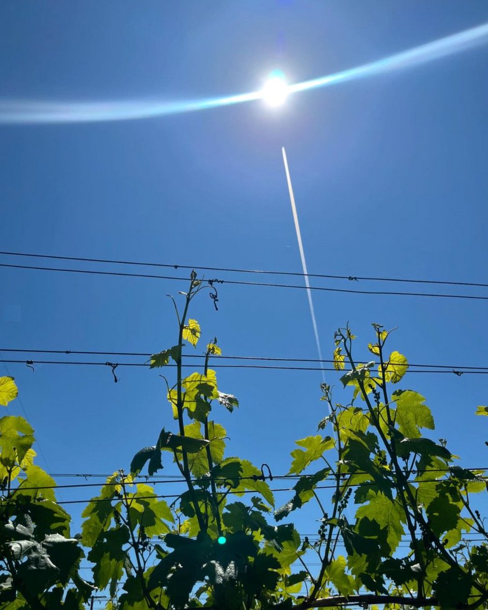 HawkesBay_Wine's tweet photo. Sunshine, grapes and planes at La Collina Vineyard 🍇 

#HawkesBayWine #GreatWineCapitals #HBWine #NZWine

📷 @BilanciaNZ https://t.co/VX3pXVWxe5