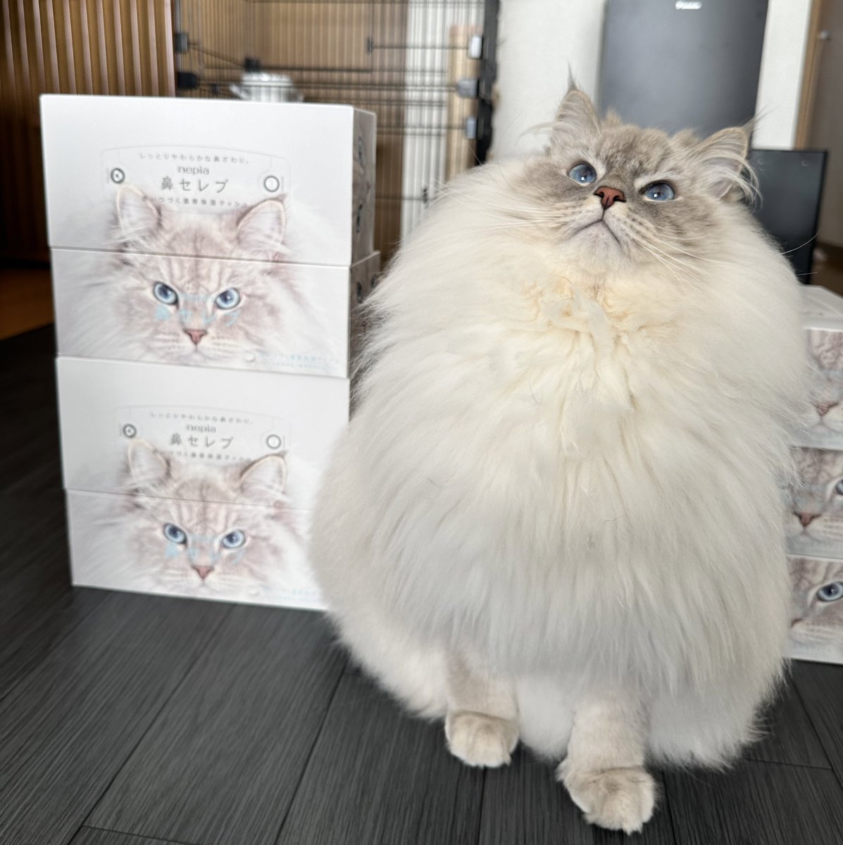 突然の自慢なんですが、
鼻セレブのモデルになった猫です🐱