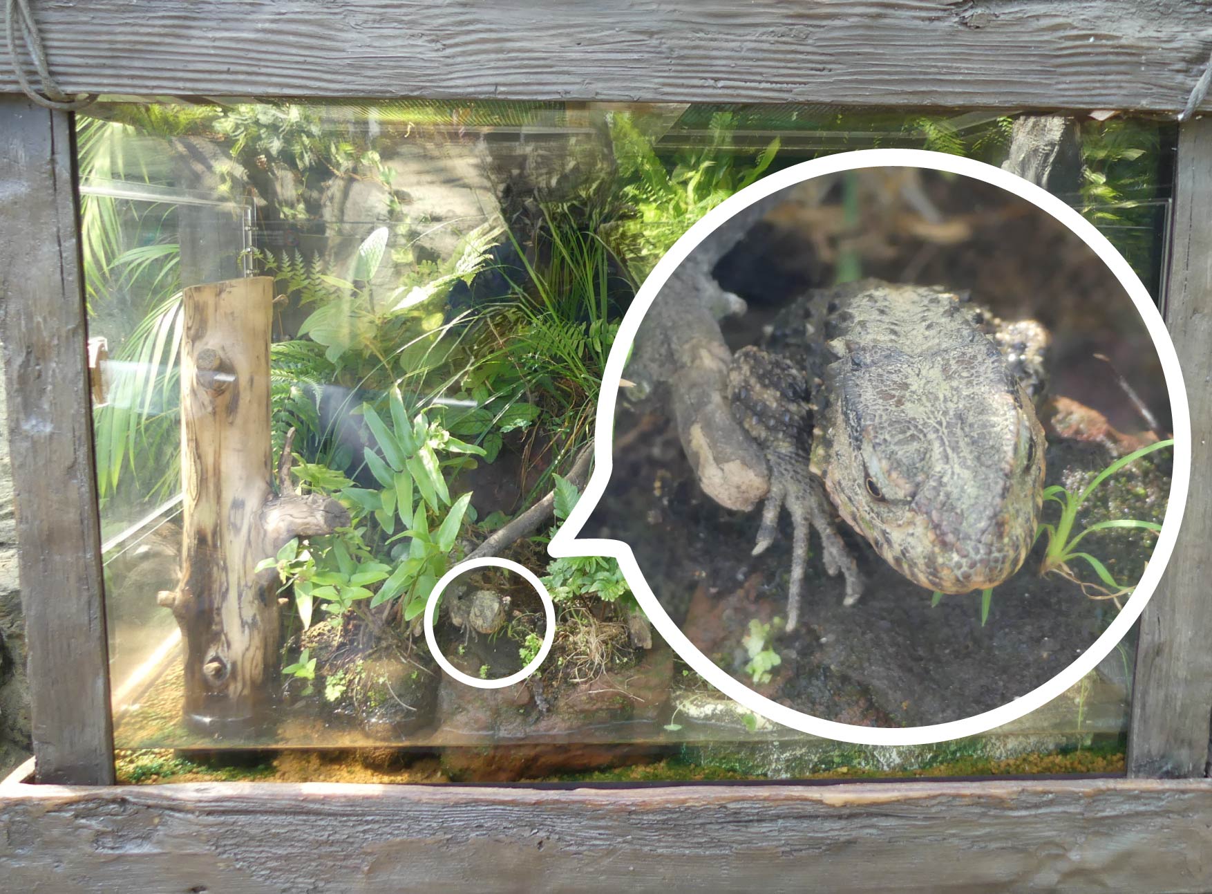 上野動物園［公式］ on X: 