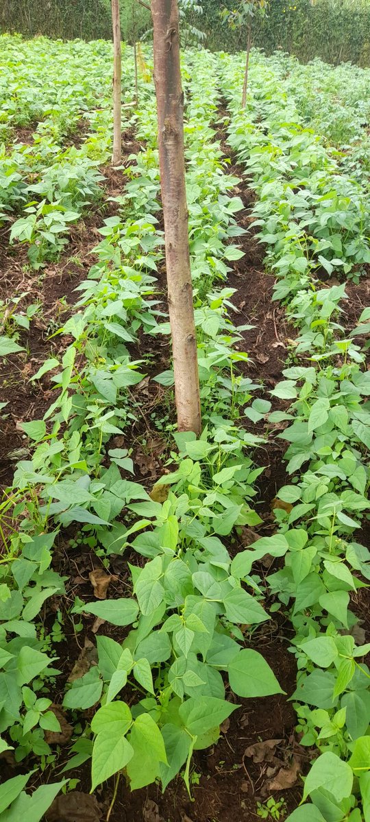 carliskan72's tweet photo. Morning  Farm Scouting....
Both beans &amp; potatoes  doing well
Needs flowering foliar rich in potassium ( K ) https://t.co/xymcwKOkSR