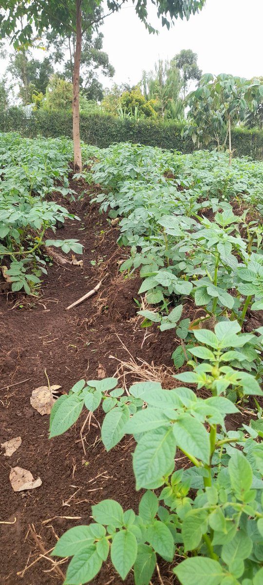 carliskan72's tweet photo. Morning  Farm Scouting....
Both beans &amp; potatoes  doing well
Needs flowering foliar rich in potassium ( K ) https://t.co/xymcwKOkSR